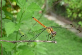 Dragonfly resting on plant