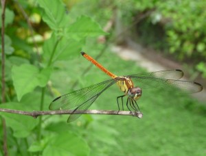 Dragonfly resting on plant