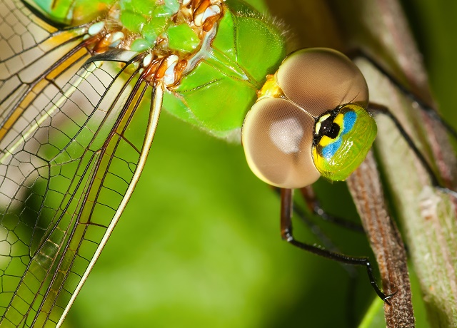 Dragonflies do not pollute the environment