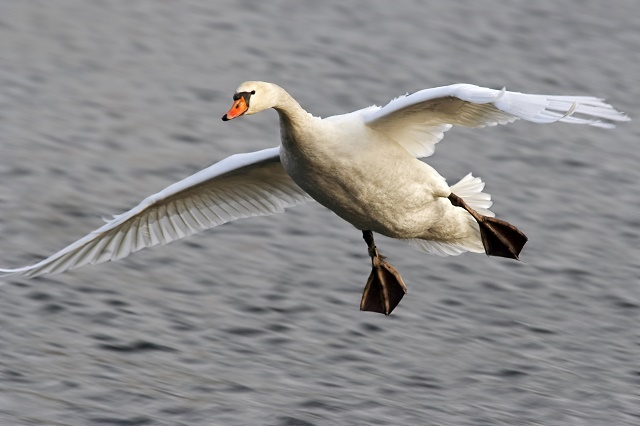 Christopher Columbus, on his first visit to San Salvador in the Bahamas in 1492, it was the birds (such as geese) that showed him the way.