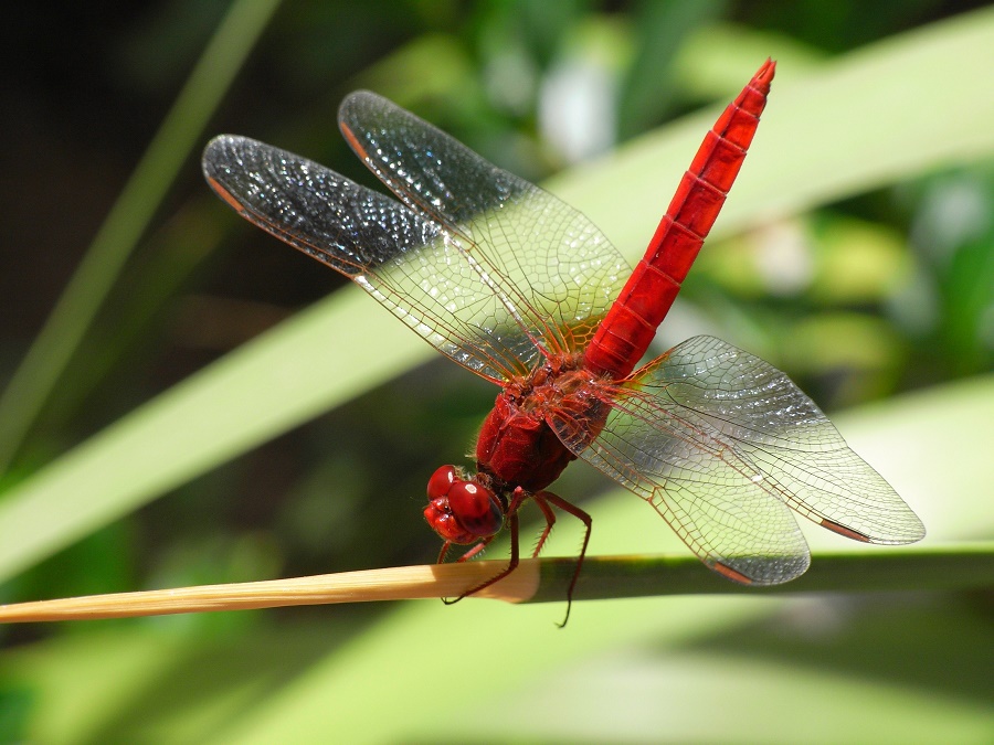 Dragonflies:How Many Species Are There? | ZALA HUB