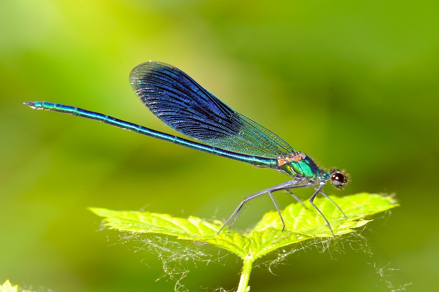 Damselfly – ZALA HUB