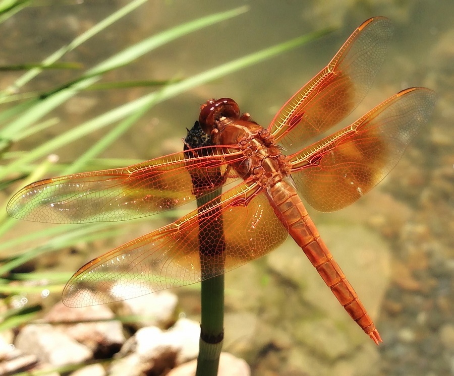 Dragonfly Dragonflies are usually larger and more powerful fliers than damselflies.