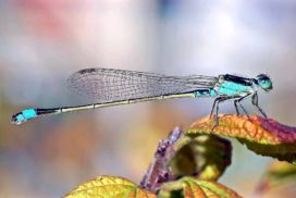 Dragonflies hold both pairs of wings horizontally while damselflies fold them above their body.
