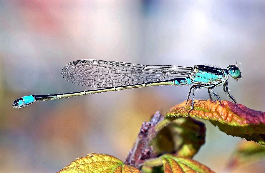 Swallowtail damselfly Dragonflies hold both pairs of wings horizontally while damselflies fold them above their body.