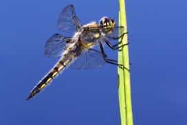 A dragonfly resting on a blade of grass against a blue background