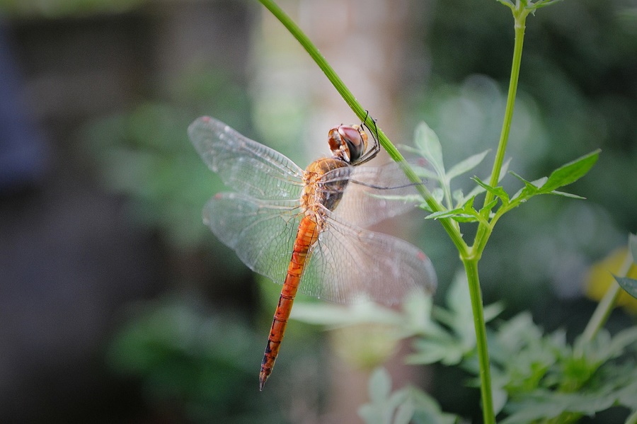 dragonfly on a plant