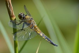 Dragonfly with white wings and yellowish body