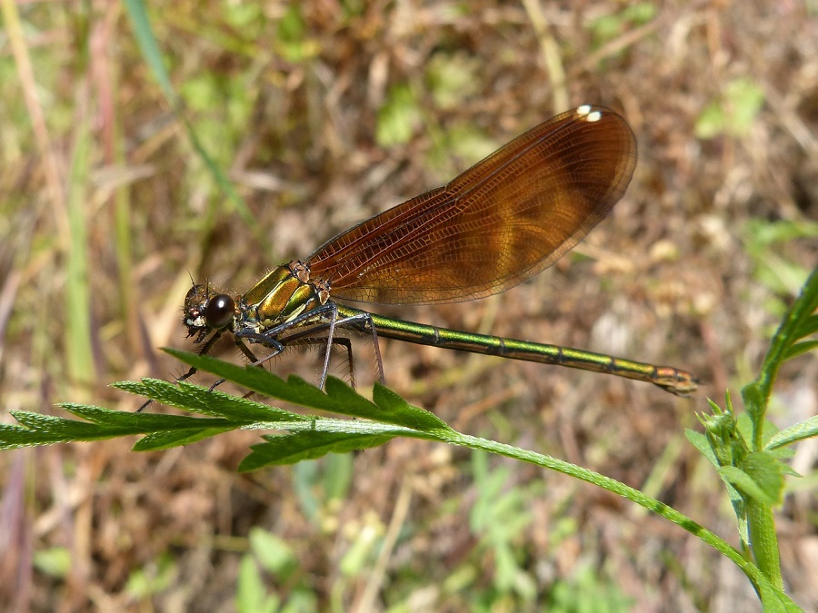 Damselfly on a plant