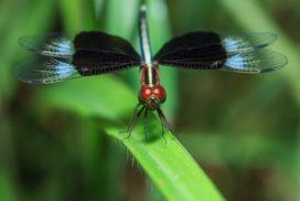 dragonfly with a read head and black wings