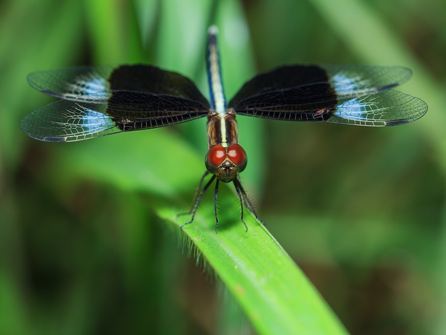 shutterstock_312449375 dragonfly with a read head and black wings