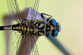 Dragonflies are equipped with micro-thin wings that are corrugated and reinforced with pleats to prevent the wings from bending and give a greater lift while gliding.