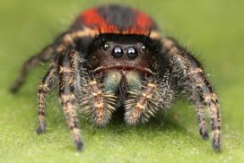 One layer of the principal eyes of a jumping spider produces images that are out-of-focus and the other in sharp focus.