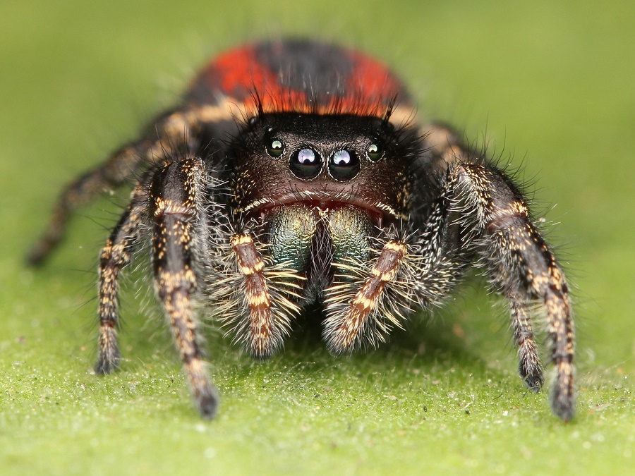 jumping-spider-zala-hub