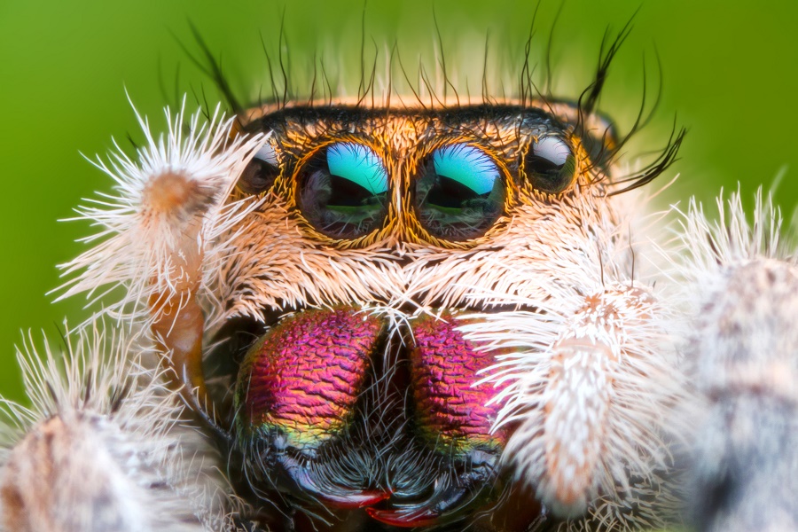 Eyes of jumping spider The two principle eyes of a jumping spider have a special retina that is like a staircase with multiple layers.