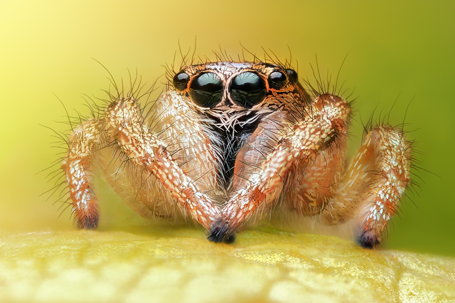 Jumping spider eyes and legs The spider uses the appearance of the image to calculate the exact distance it has to jump to seize its victim