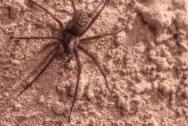 The Brown Recluse (Loxosceles species) spider is found in America and and produces venom to kill prey. Its bite can result in vomiting, fever and shivering.