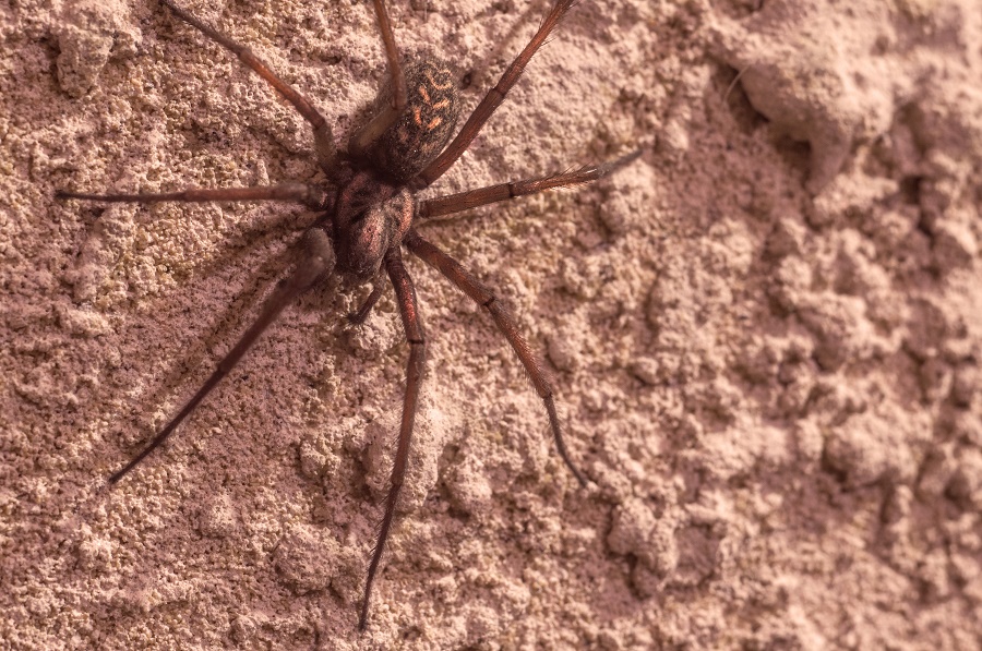 Brown Recluse Spider (Loxosceles species) The Brown Recluse (Loxosceles species) spider is found in America and and produces venom to kill prey. Its bite can result in vomiting, fever and shivering.