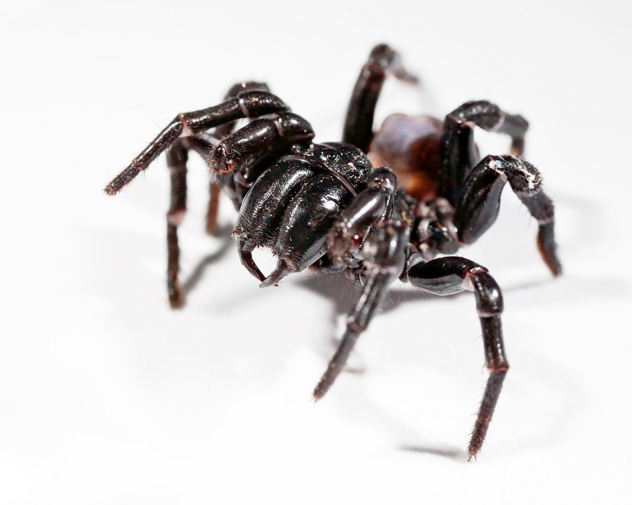 Funnel Web Spider (Hadronyche and Atrax species) Funnel-web spiders (Hadronyche and Atrax species) are found in Australia. Their venom causes breathing problems that can lead to a coma within 10-15 minutes after the bite.