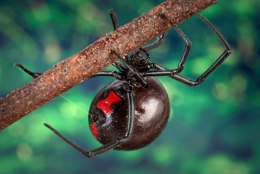 Black Wwidow Spider The Black widow spider thrives in hot climates. Its bite may cause death.