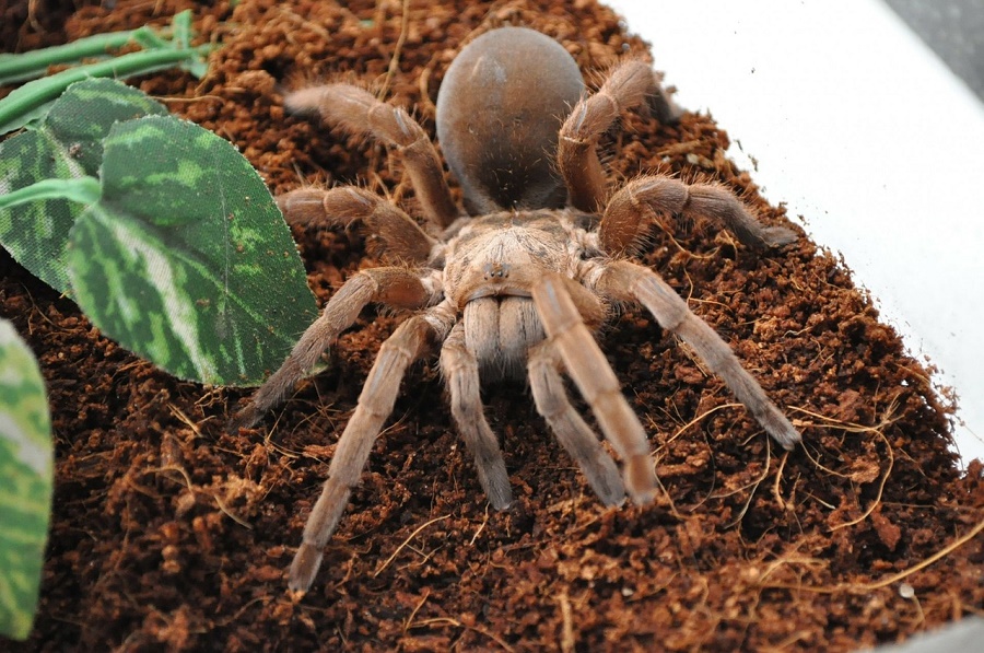 Tarantula (Theraphosidae family) Tarantula spiders are large and frighten many people because of their hairly bodies, but they are harmless to humans.