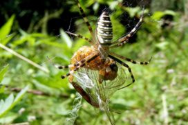 Spider with its prey. Compared to other creatures of similar size, a spider has very low metabolism and does not need a lot of water to survive.