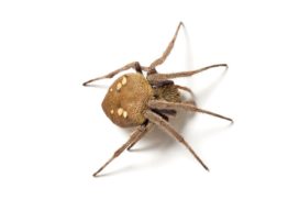 The orb-weaver spider oils its feet with its mouth and walks on the sticky strands with impunity.
