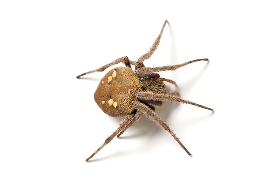 🔥 Bathroom orb weaver spider made a 3-d web last night. I know