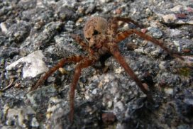 Female spiders are attracted by the hairy front leg of courting males.