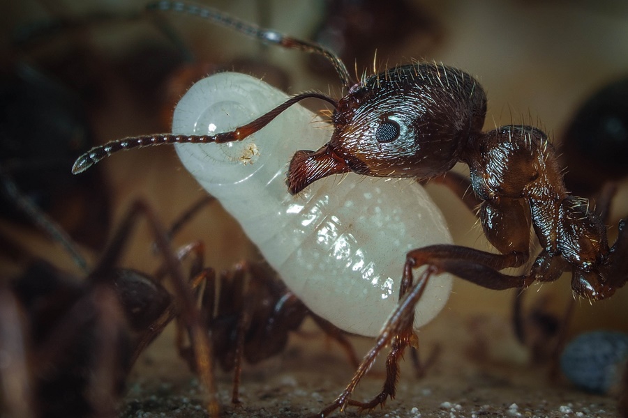 Ants—How do they care for their young? | ZALA HUB - Part 3