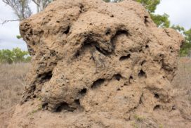 A colony is made up of 3 types of ants: males, queens and workers. Some ants live in an ant hill.
