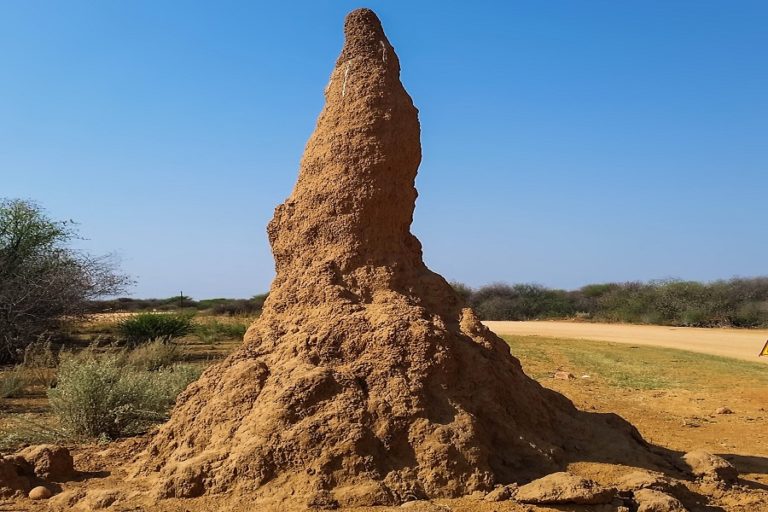 Termite hill – ZALA HUB