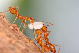 Three ants haul food up a tree.