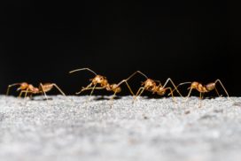 Ants walking in a line