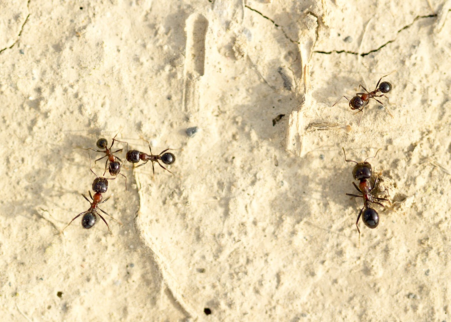 N30_Ants_2 N30_Ants_2