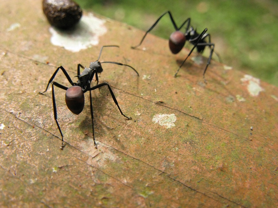 N30_Ants_3 N30_Ants_3