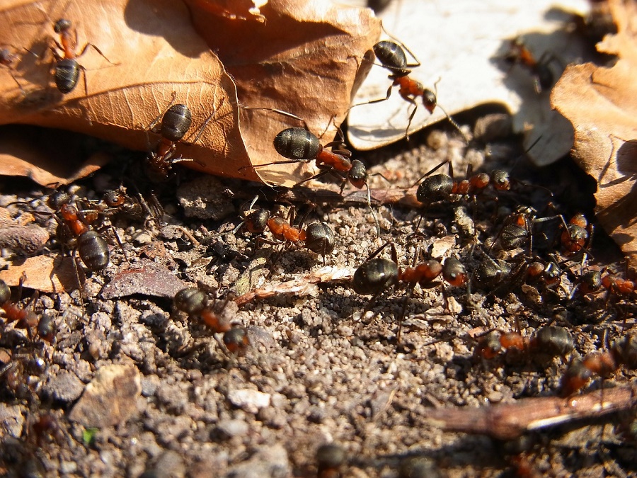 N30_Ants_5 N30_Ants_5