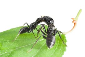Barteria trees employ black stinging ants to evict parasites.