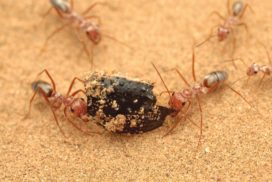 Ants pulling food in desert