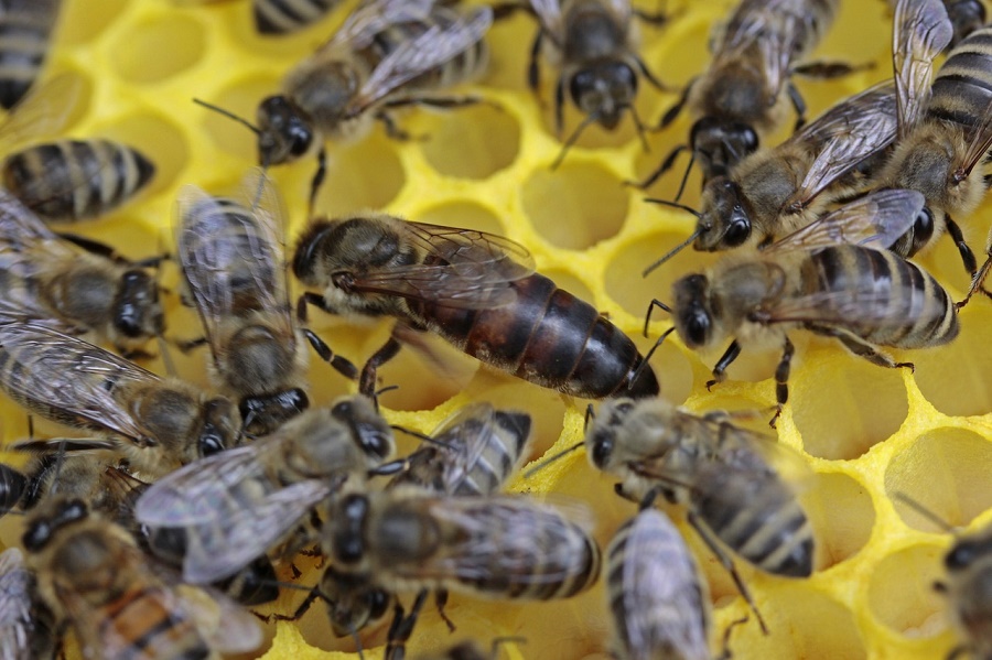 honeybees-help-farmers-but-they-don-t-help-the-environment-npr