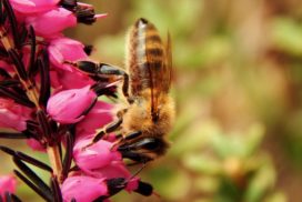 bee sucking nectar from pink flower