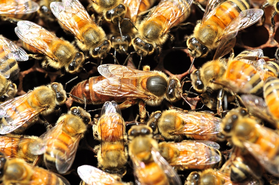 N40_Bee_1 bees in a hive with a queen bee in the center