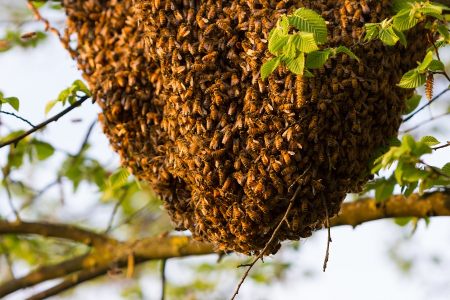 N40_Bee_2 N40_Bee_2