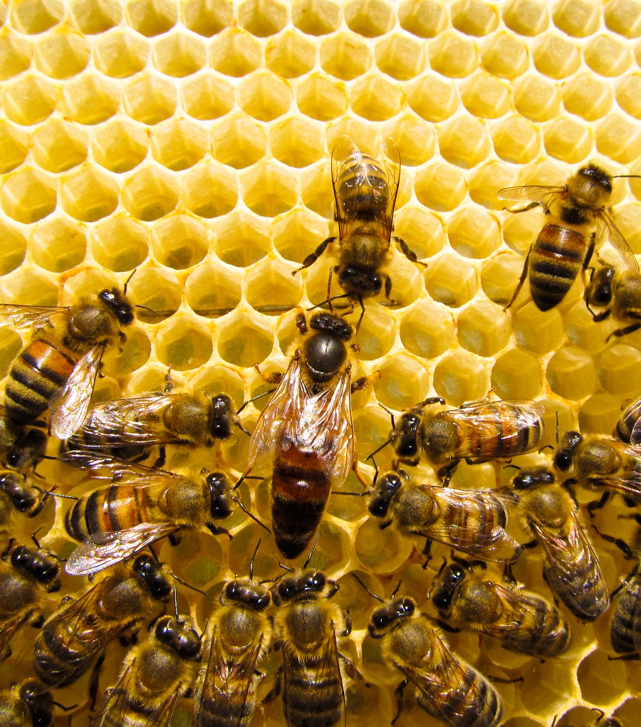 N40_Bee_3 Centre: Queen bee