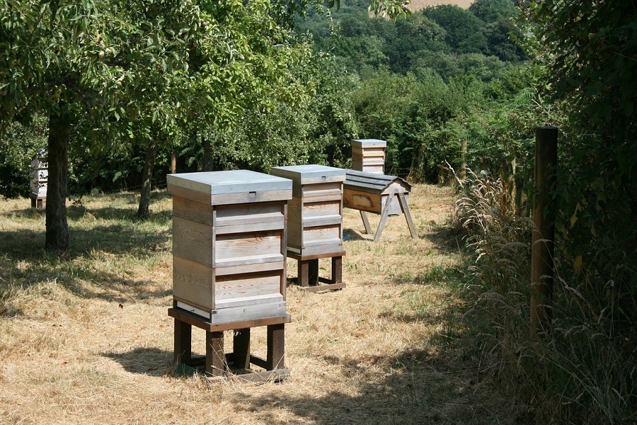 N40_Bee_4 Beehives