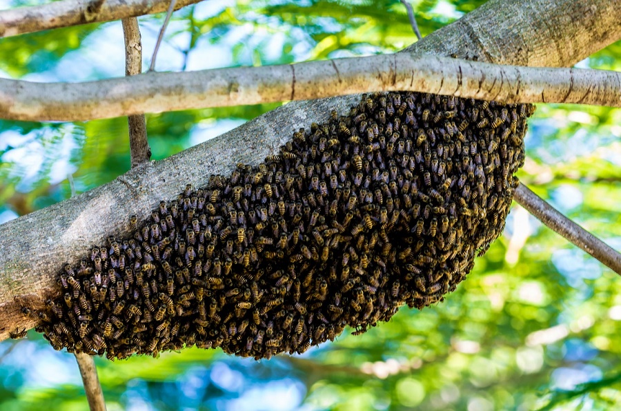 N40_Bee_6 N40_Bee_6