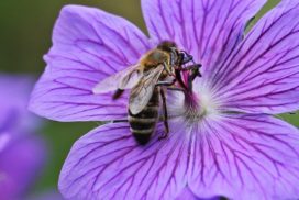 Worker bee on a blue flower