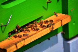 Bees entering a behive (greeb in color); some bees are refused entry because they are drunk with fermented nectar.