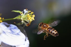 Bees flap their wings up to 230 times per second and flip them over on the return stroke.