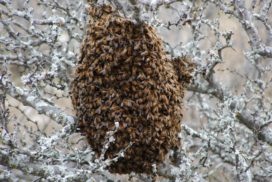 Bees cluster together around the queen bee and combs to form a winter cluster.